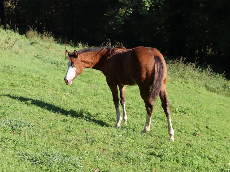 AH MISS GUNNERS CASH